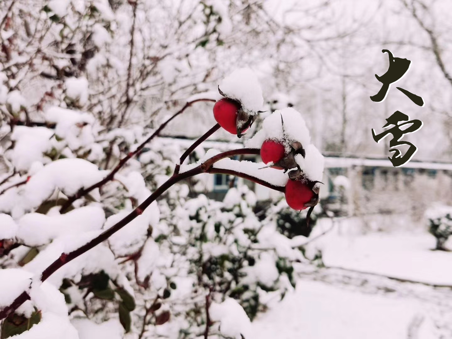 大雪 ▎萬(wàn)象曉一色，皓然天地中