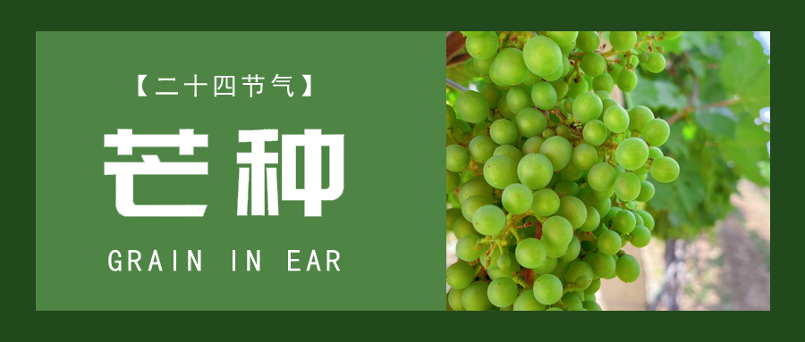 芒種 ▎忙終有獲，種得其所