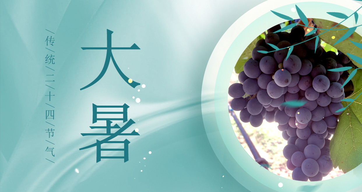 大暑 ▎時(shí)夏三伏盛，葡萄綴滿天