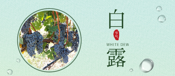 白露 ▎葡園循風(fēng)，奔赴一場秋色