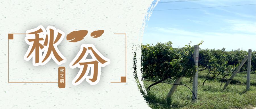 秋分 ▎秋分載萬物，葡園話豐收