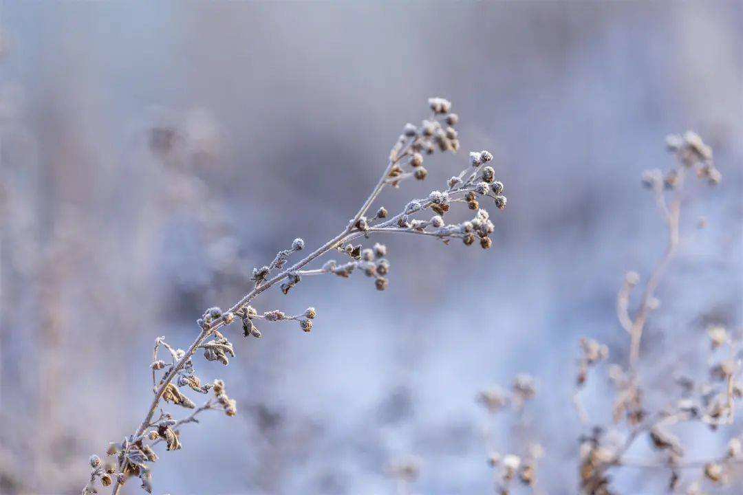 小雪 ▎冬藏萬物，歲月沉香