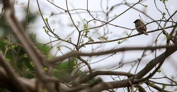 雨水||絲絲春雨潤(rùn)萬(wàn)物，杯杯美酒暖人心